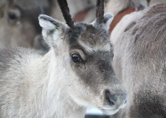 Northern Lights Village 4* Levi