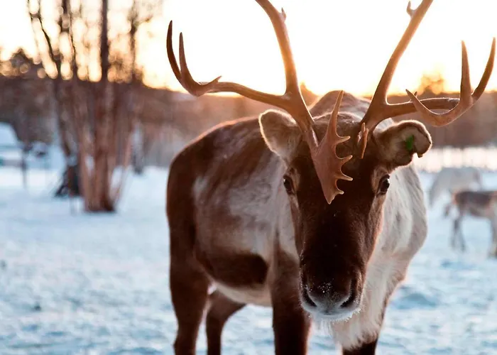 Northern Lights Village 4*